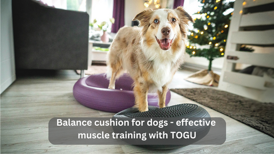 Balance cushion for dogs &#8211; effective muscle training with TOGU