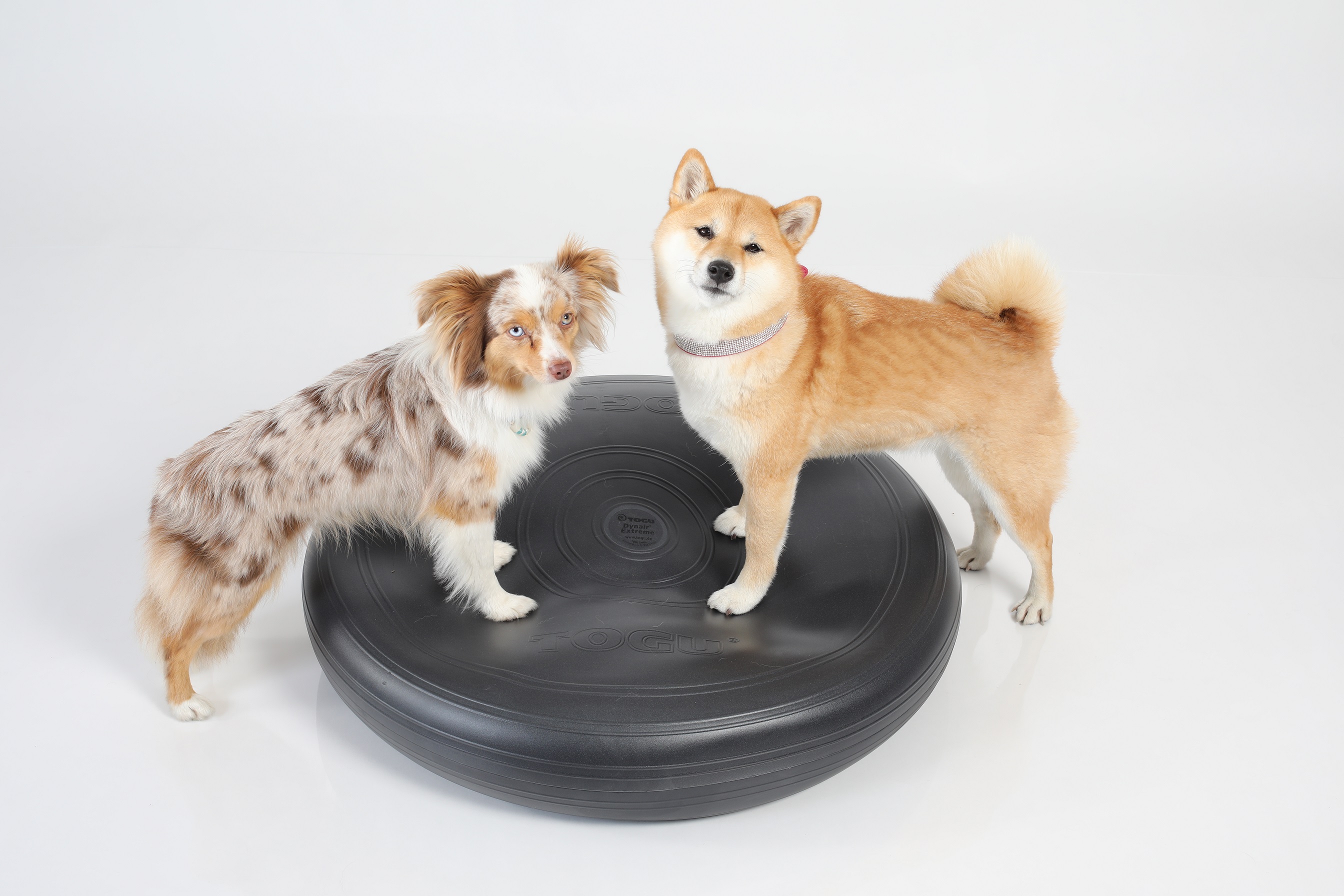 Dynair® Extreme (Animal)