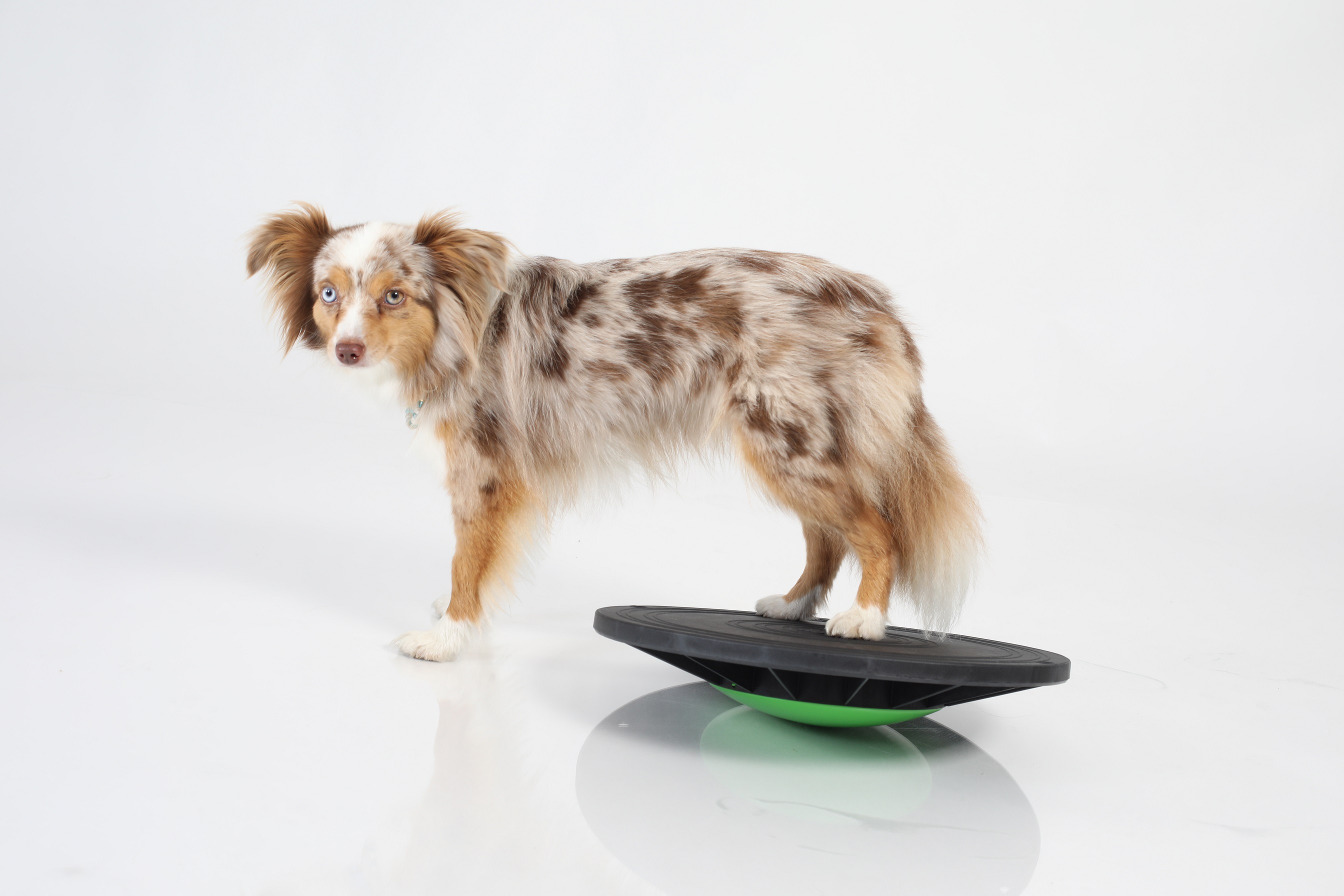Balance Board Level 2 (Animal)