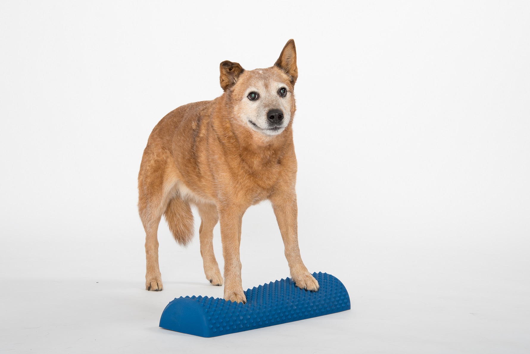 Senso® Balance Bar (Animal)