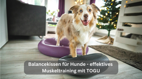 Balancekissen für Hunde &#8211; effektives Muskeltraining mit TOGU