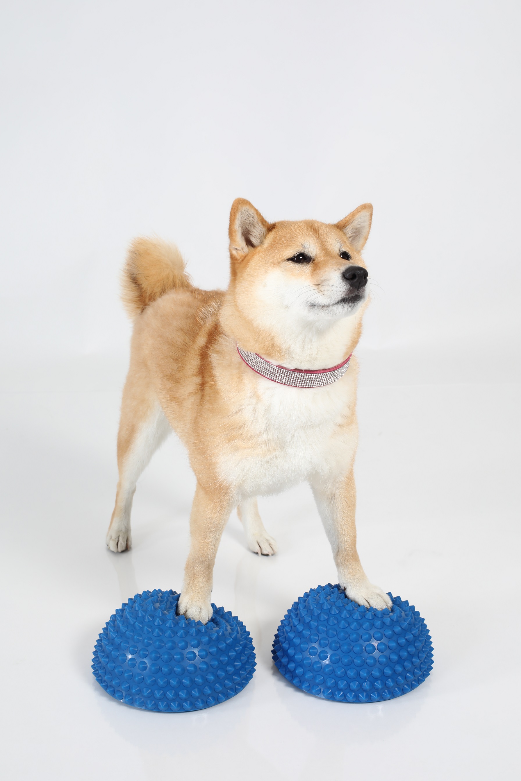 Senso® Balance Igel 2er-Set (Animal)