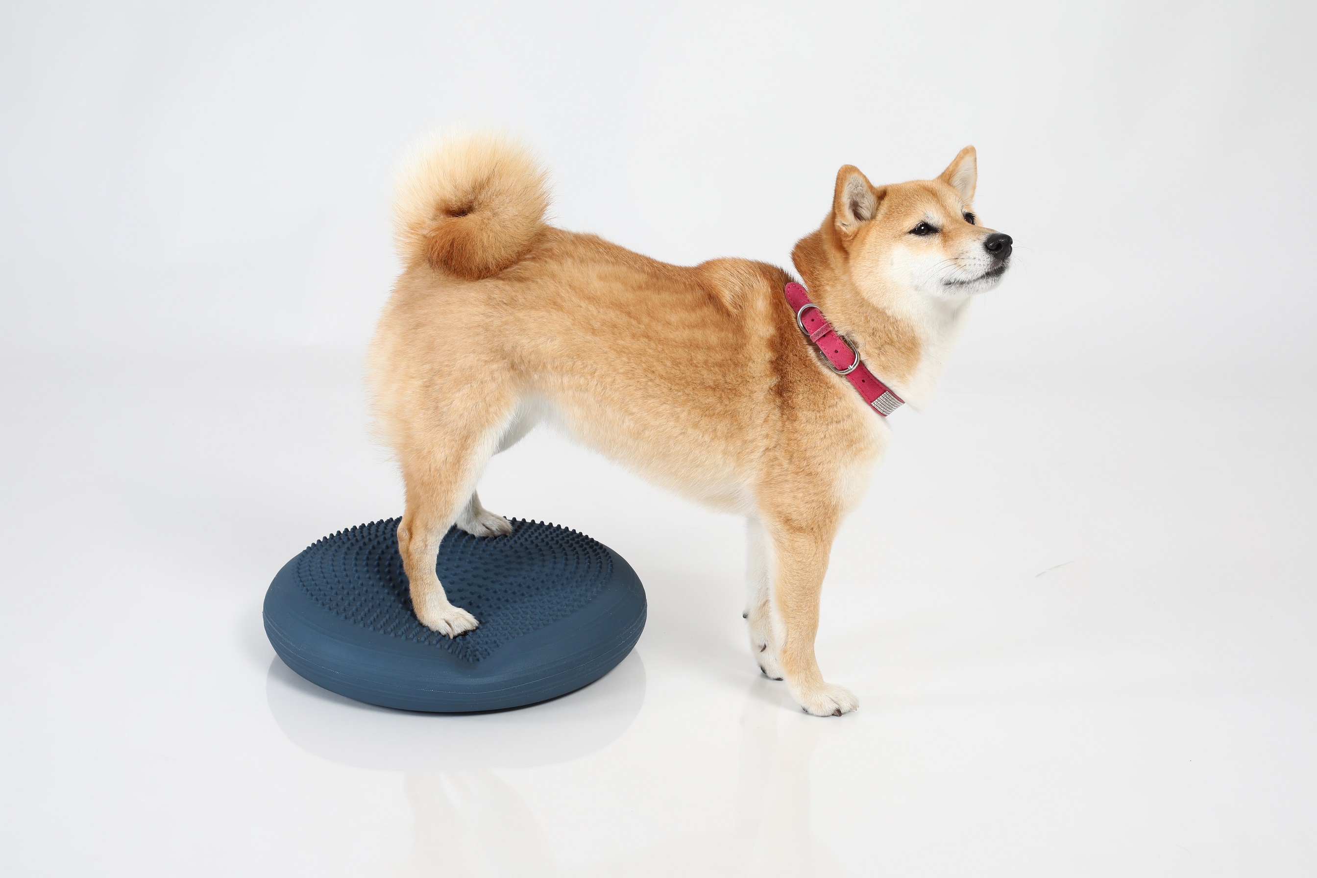 Dynair® Ballkissen® Senso® 33 cm (Animal)
