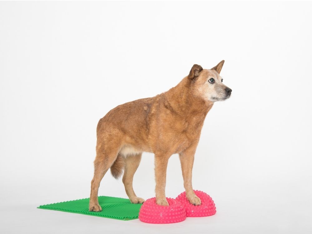 Matte Senso® (Animal)