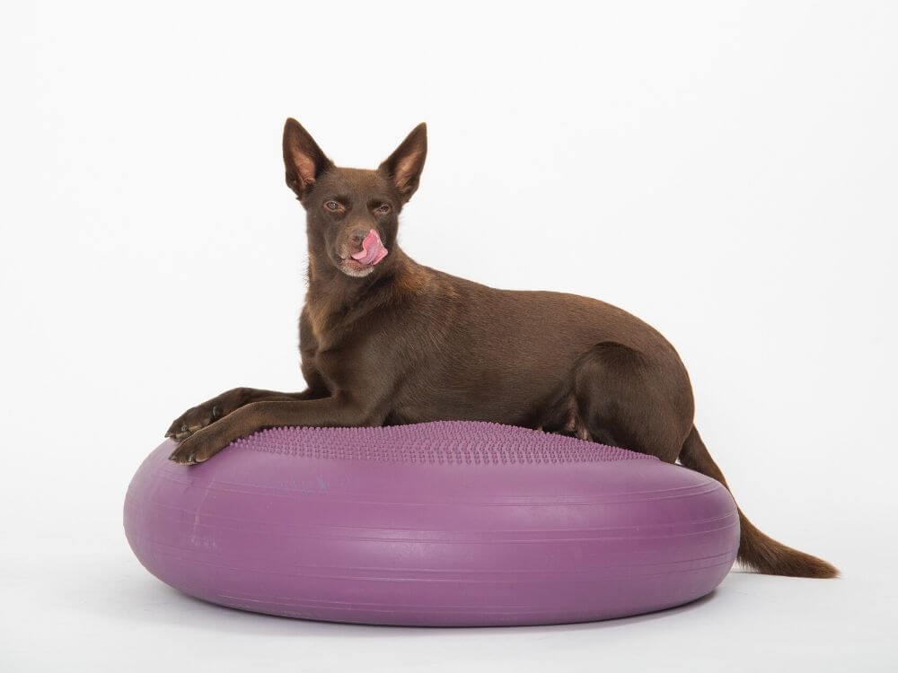 Dynair® Extreme (Animal)