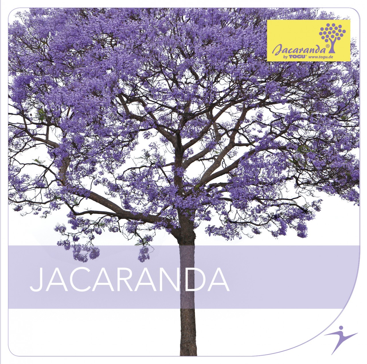 Jacaranda - CD (ohne Trainingsgerät – nur CD)