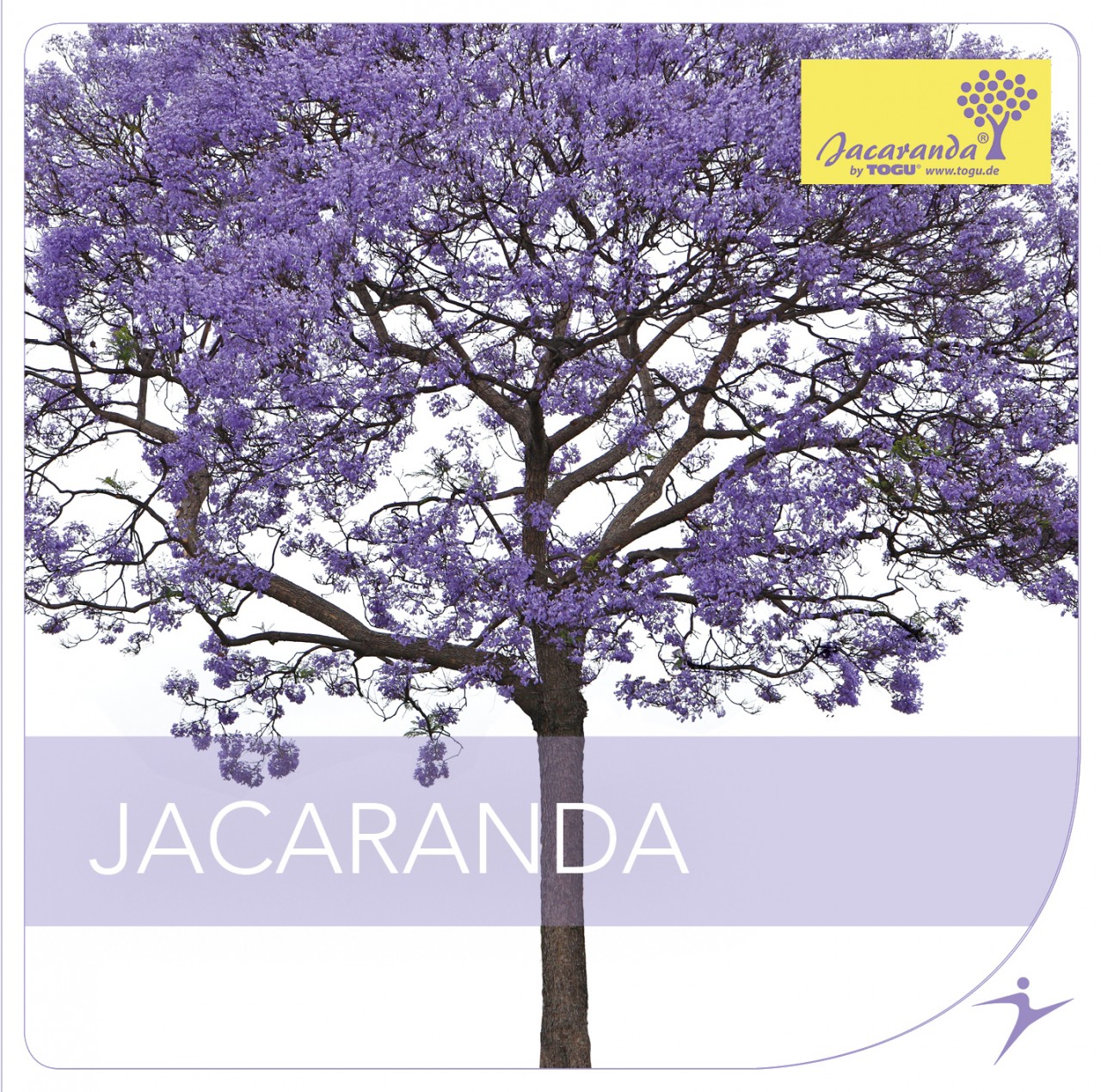 Jacaranda - CD (without training equipment)