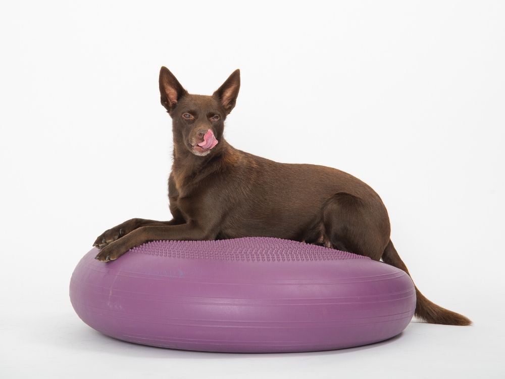 Dynair® Extreme (Animal)