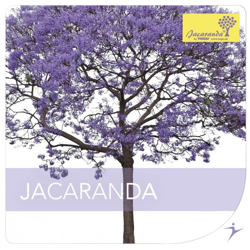 Jacaranda - CD (ohne Trainingsgerät – nur CD)